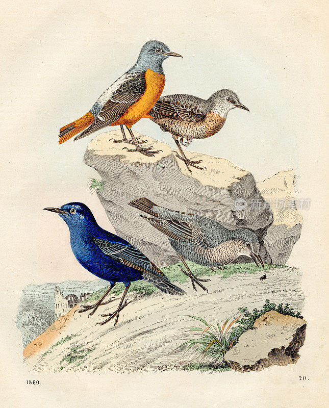 岩画眉鸟彩色写真1860