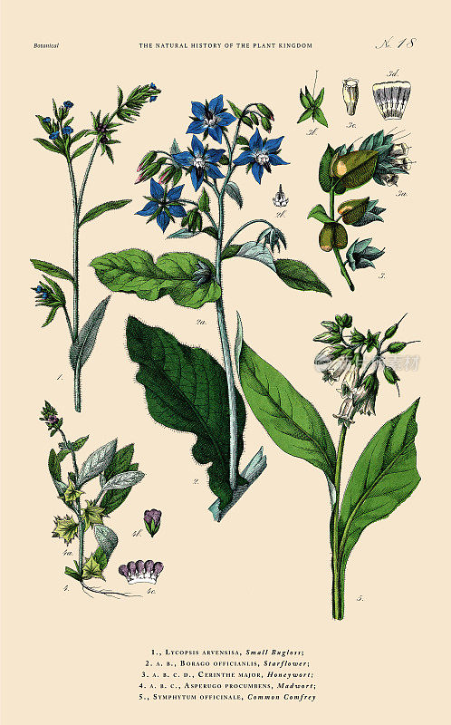 手工着色的植物雕刻，植物王国的历史，维多利亚植物插图，18版，大约1853年