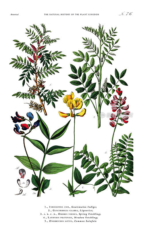 古董植物雕刻，植物王国的历史，维多利亚植物插图，板76，大约1853年