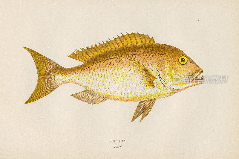 牙齿鱼-彩色印刷木版1877