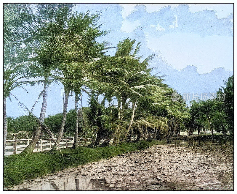 古色古香的黑白照片:夏威夷皇家椰子树大道