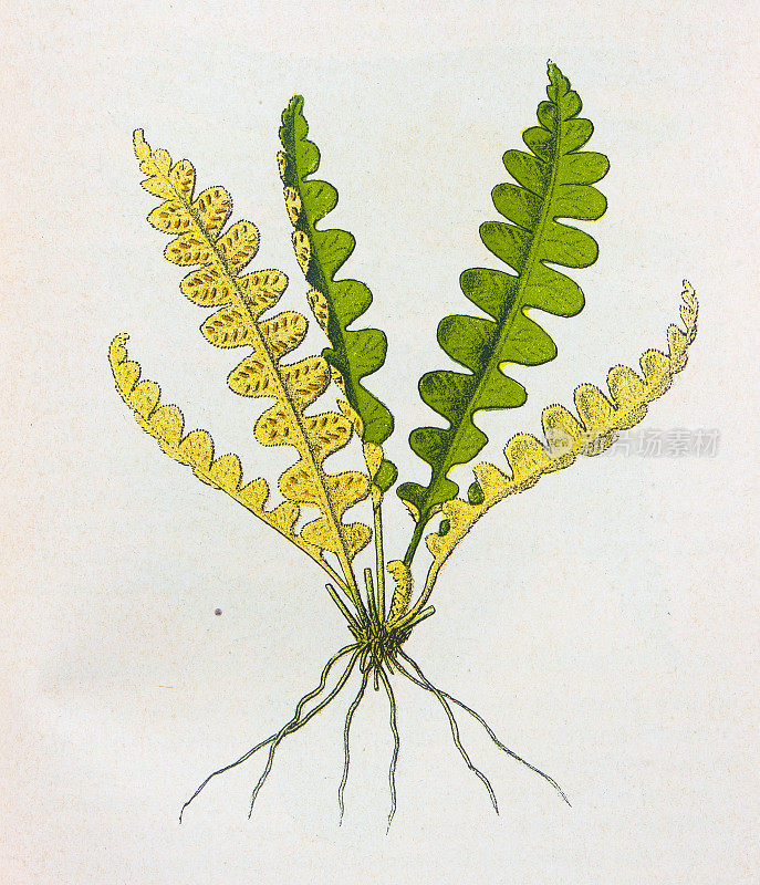 古老的植物学插图:鳞片蕨，白杨