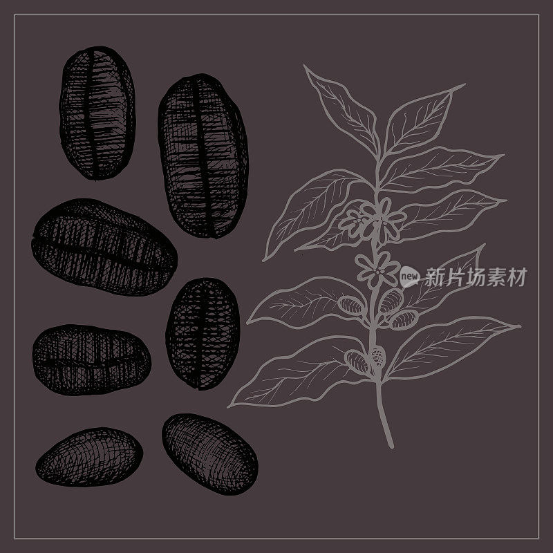 咖啡豆和咖啡树的插图。手工绘制的成熟咖啡豆插图。咖啡色。设计元素