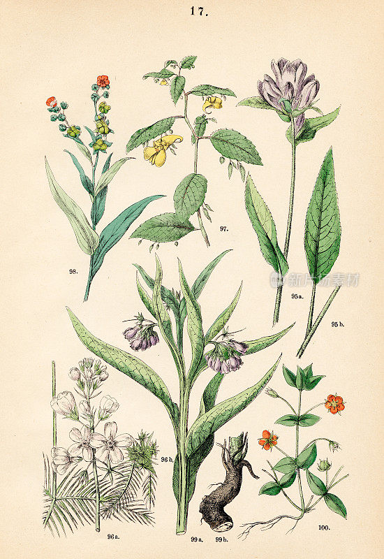 成簇的风铃花、水紫罗兰、别碰我、黄舌石、鲜红的刺花――1883年植物插图