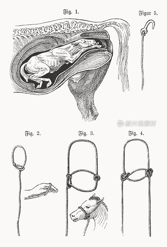 马驹的诞生和各种辅助工具，木刻，1898年出版