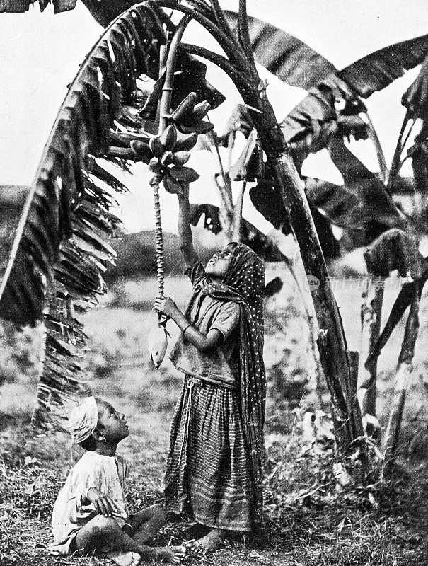 1895年印度的人物和地标:孩子和香蕉树