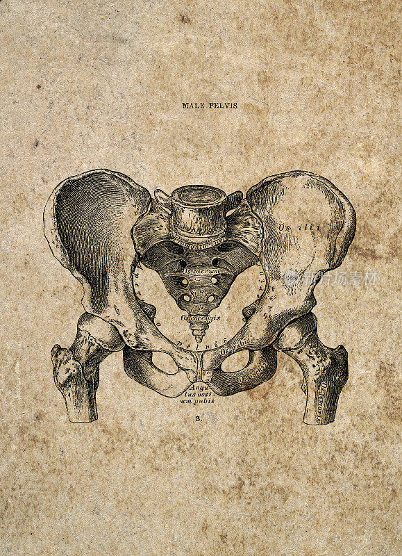 男性骨盆，古典生物医学插图，维多利亚解剖图，19世纪。
