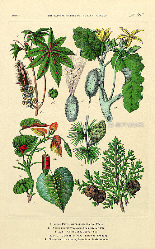 树木和开花植物，植物王国，维多利亚植物插图，大约1853年