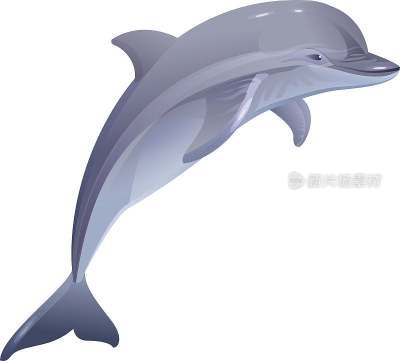 海洋哺乳动物海豚