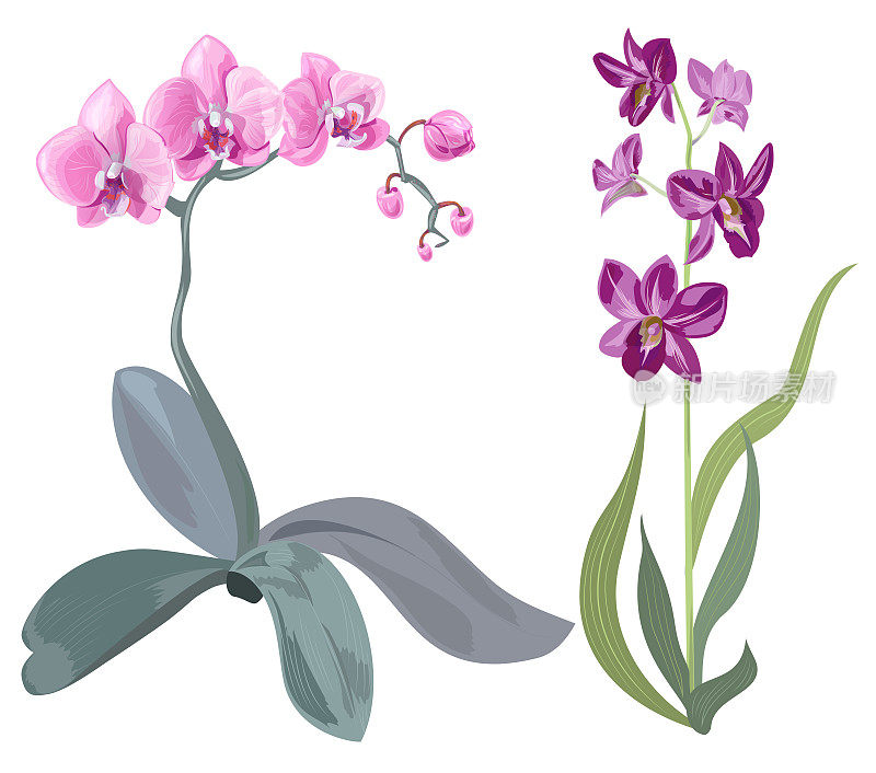 集枝兰(蝴蝶兰、石斛)、粉红色、紫色花、热带植物、绿色茎叶于白色背景，数码绘图，真实的矢量植物插图设计