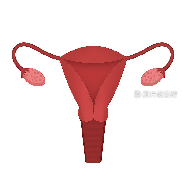 女性生殖系统，子宫，卵巢图标，扁平花柱。人体内部器官的设计元素，标志。解剖学、医学、妇科概念。医疗保健。孤立在白色背景上。向量。
