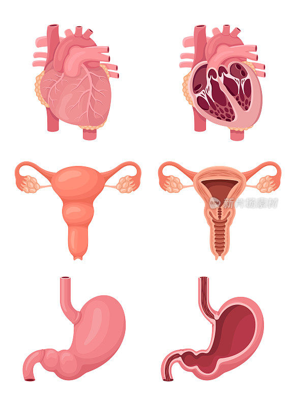 的心。子宫。胃。人体内部器官。