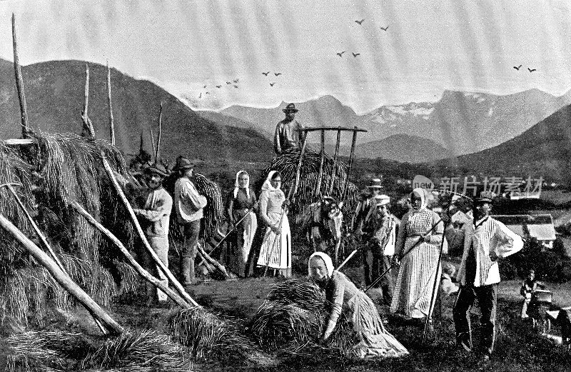 19世纪，挪威乔斯特，人们在农场收割干草