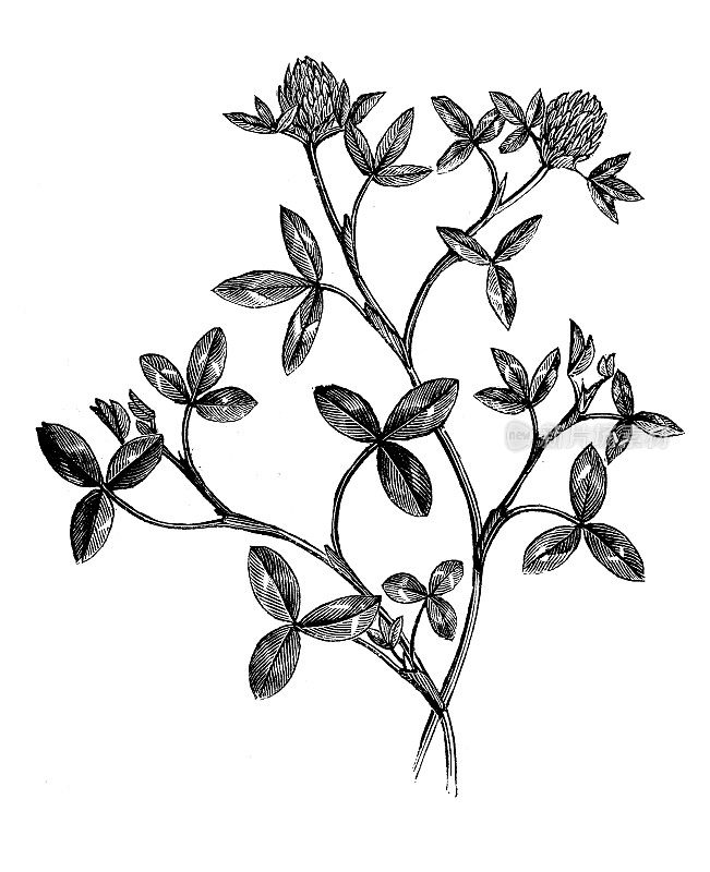 古植物学插图:红三叶草，红三叶草