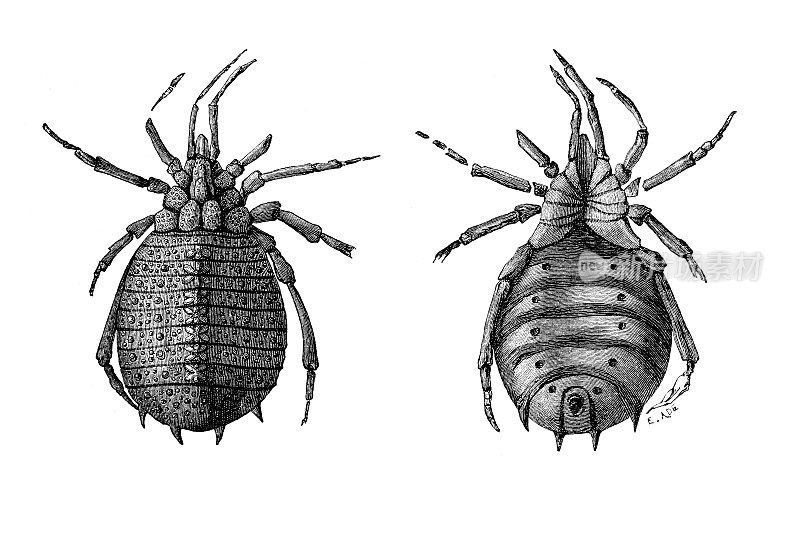 Eophrynus是已经灭绝的Trigonotarbida目蛛形纲动物的一个灭绝属，生活在晚石炭纪的欧洲