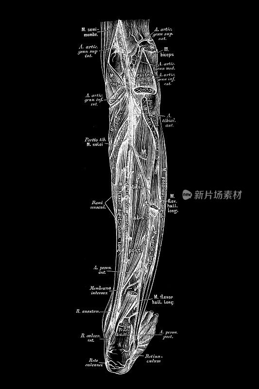 腿动脉