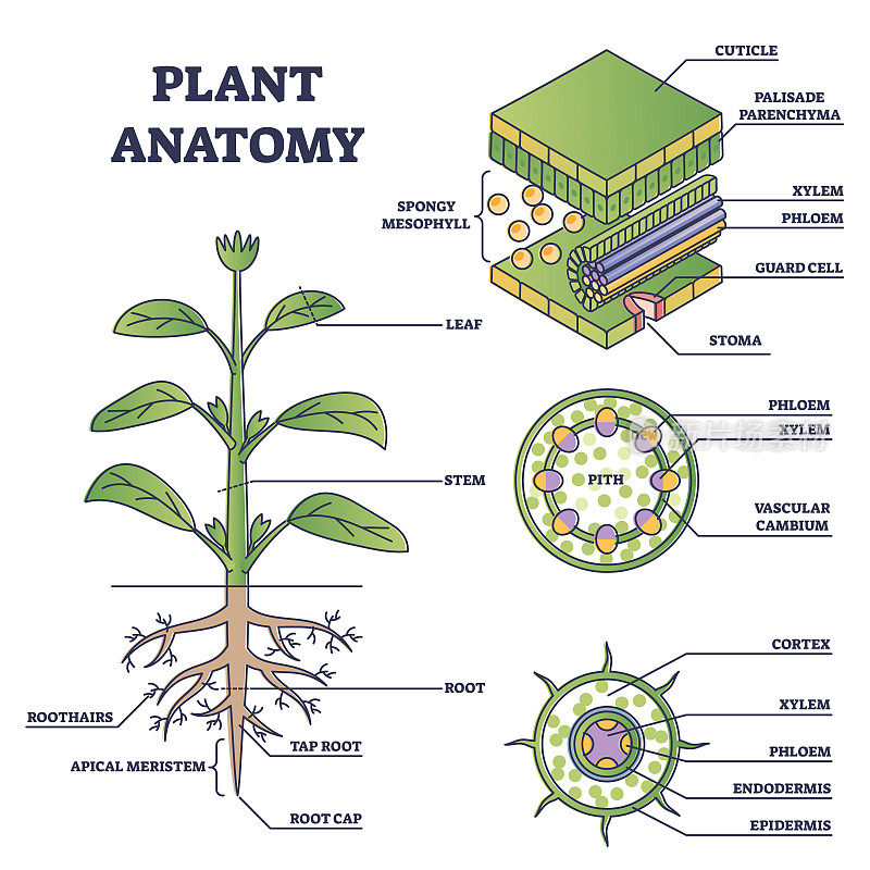 植物解剖与结构和内部侧视图零件轮廓图