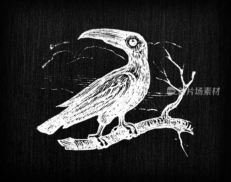 古董雕刻插图:巨嘴鸟