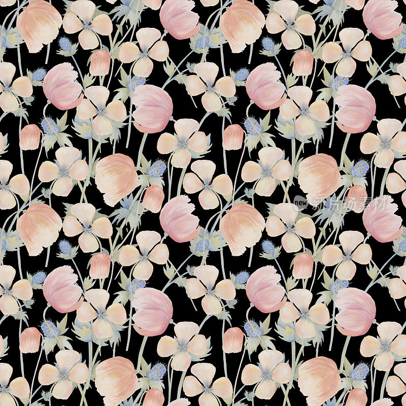 花无缝图案与精致的罂粟和海冬青。在复古风格的墙纸水彩插图。在织物上印波西米亚风格。普罗旺斯风格的草甸植物背景。