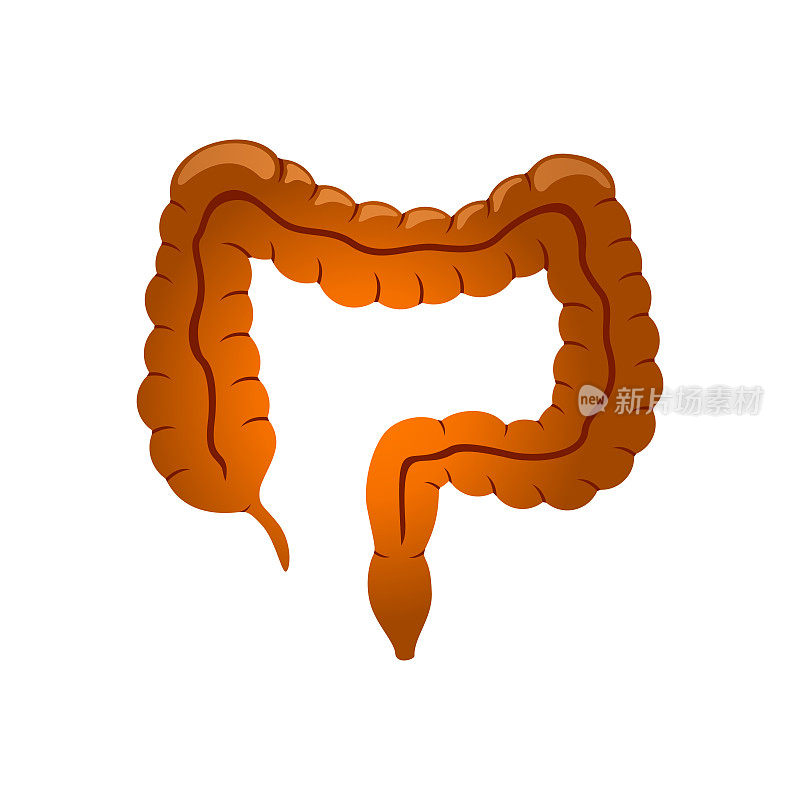肠道。结肠。人体器官解剖-颜色矢量图例