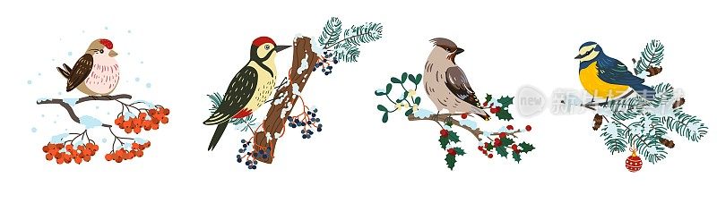 冬鸟在树枝上。可爱的小鸟在不同的树枝上，山雀和啄木鸟，麻雀和红腹红雀坐在勉强和rowan树，圣诞气氛，羽毛生物向量集