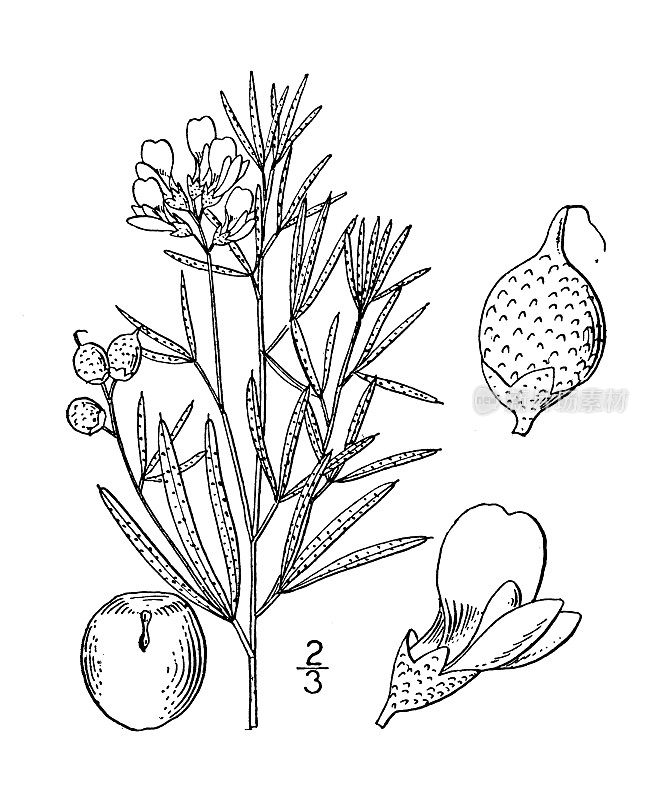 古植物学植物插图:补骨脂薇甘菊、小花补骨脂