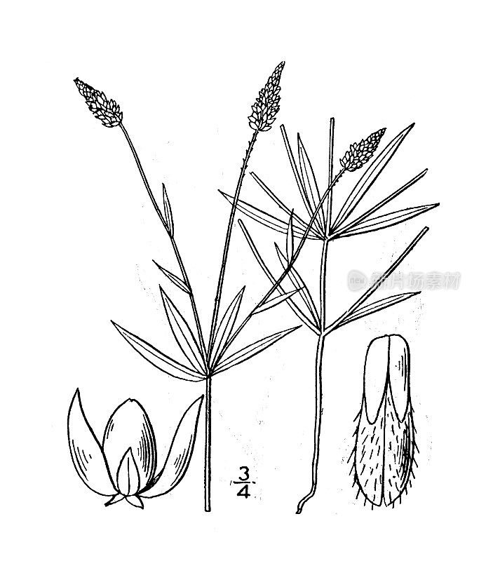 古植物学植物插图:圆叶远志、轮生乳草