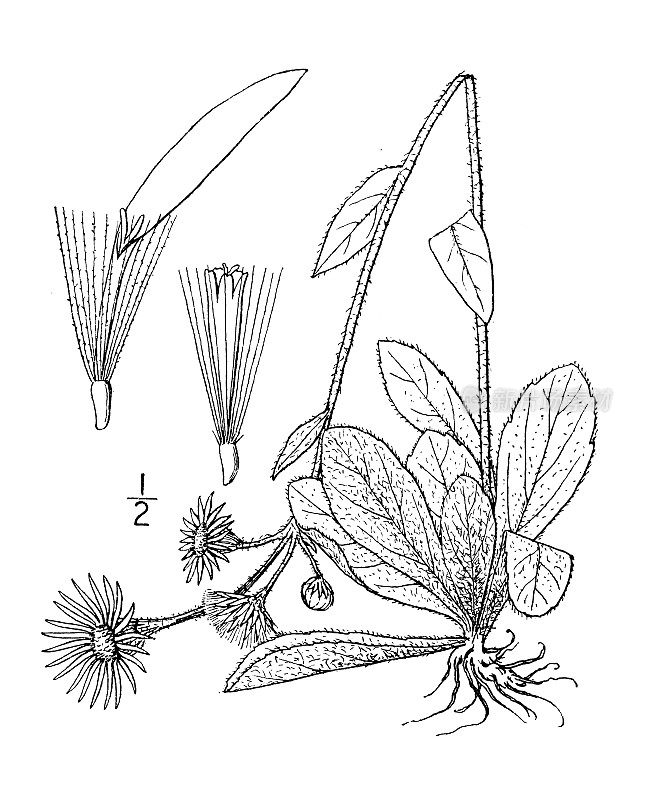 古植物学植物插图:灯盏花，罗宾的大蕉