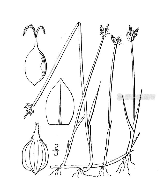 古植物学植物插图:苔草、莎草