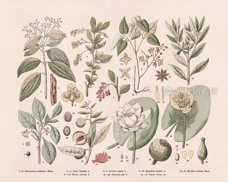 开花植物(被子植物科)，手工彩色木版版画，1887年出版