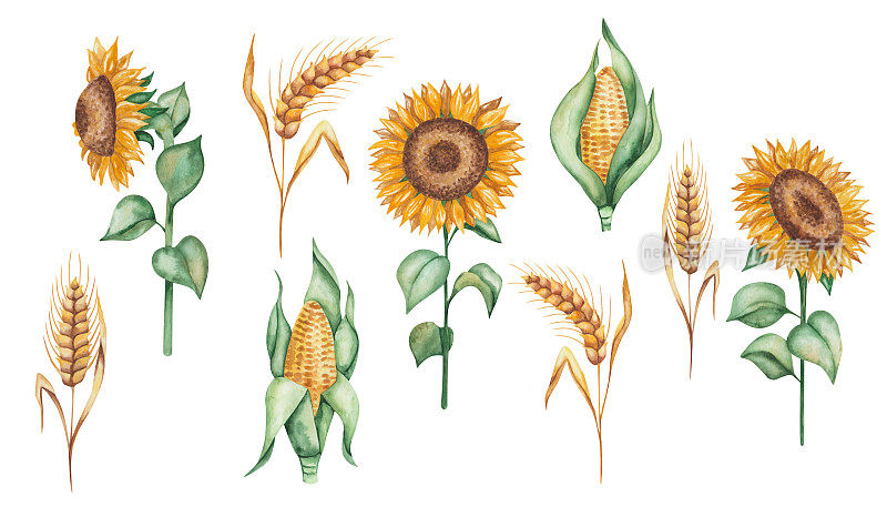 水彩插图手绘金黄色的向日葵与绿色的叶子。黑麦的穗，小麦的穗。玉米,玉米,爆米花。谷类植物。秋天的收获。孤立的食物剪贴画