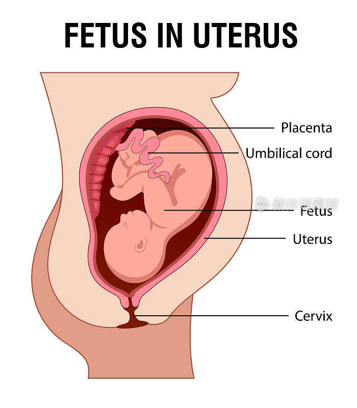 胎儿在子宫