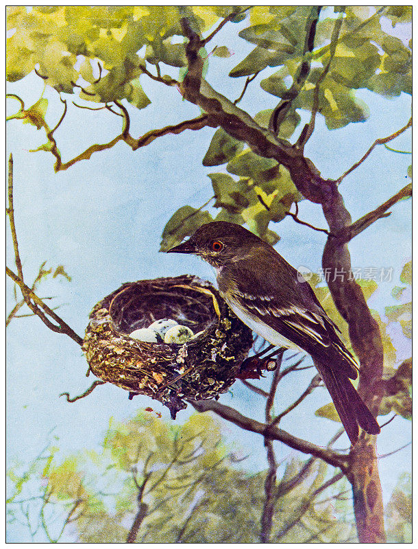 古董鸟类学彩色图像:伍德皮乌