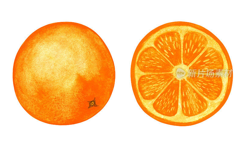 水彩整个橙色和切片橙色孤立的白色背景