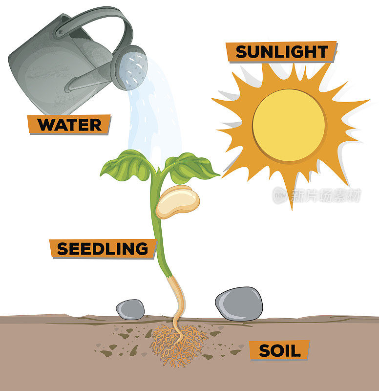 图显示植物从水和阳光中生长