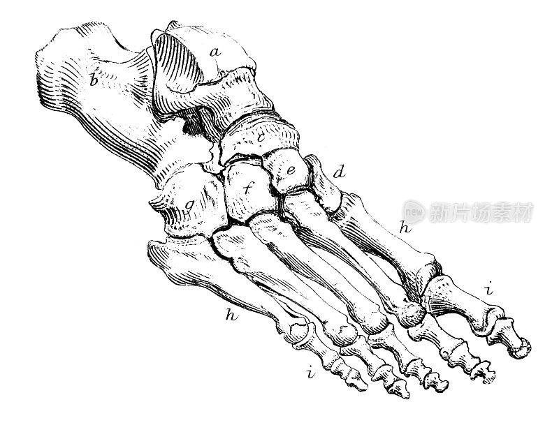19世纪的人体足部解剖雕刻