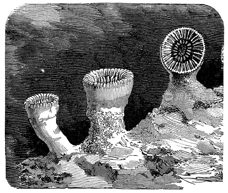普通造礁珊瑚仿古插图(造礁珊瑚)