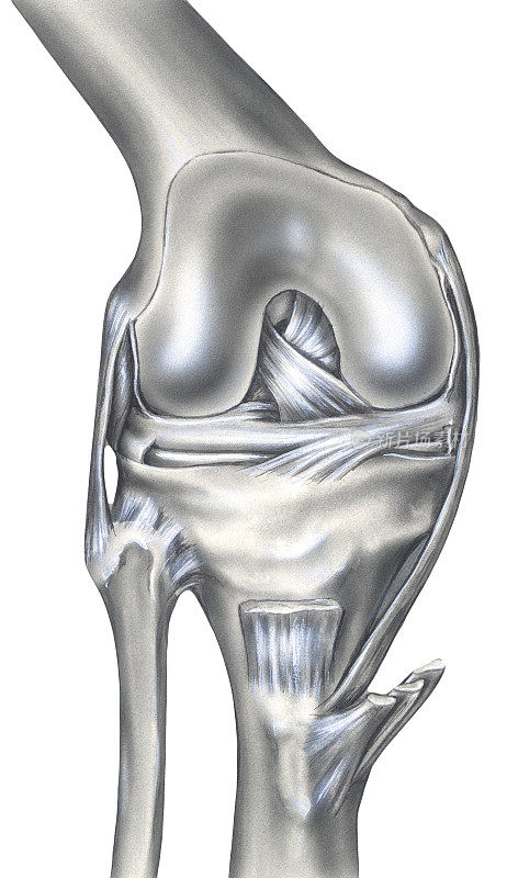 膝盖骨，韧带和肌肉