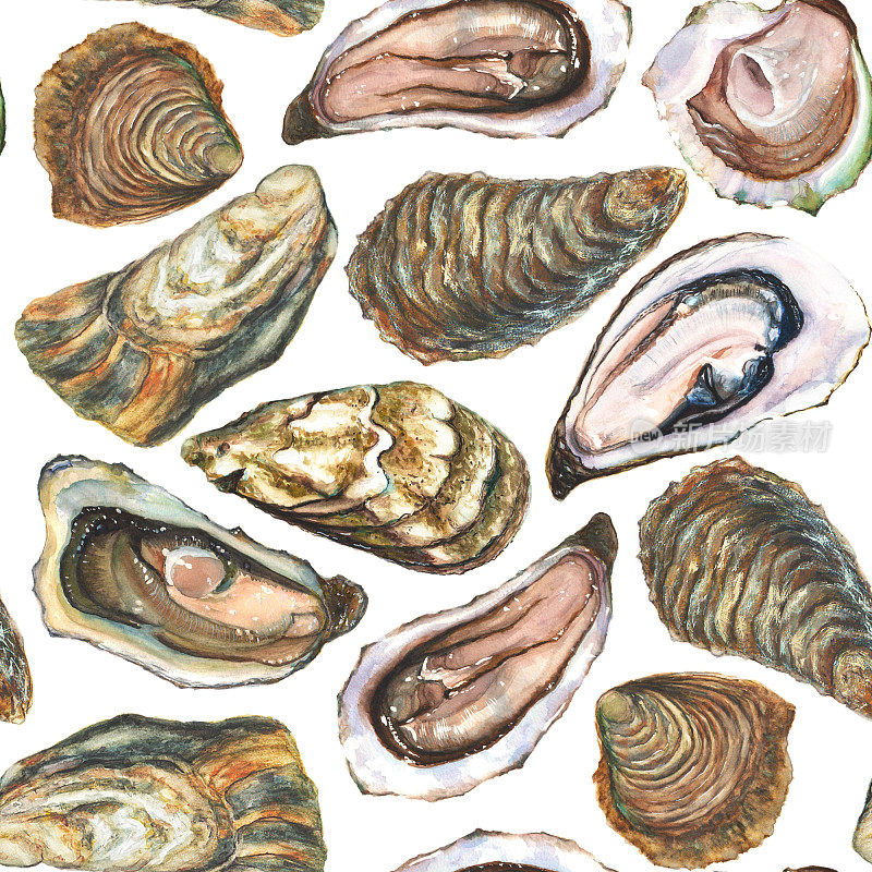 水彩手绘牡蛎无缝模式上的白色背景