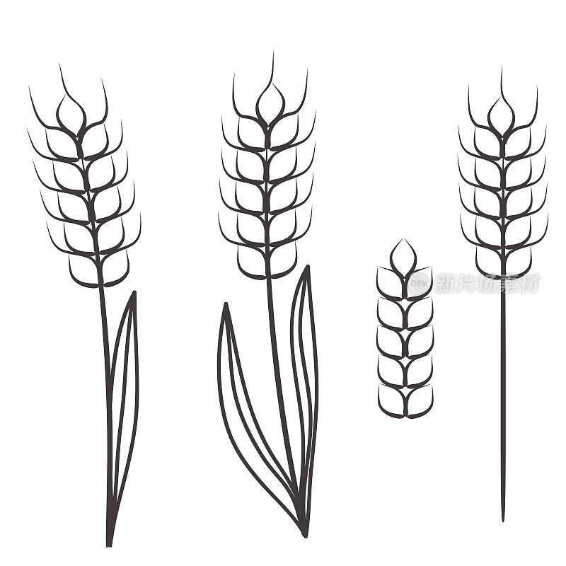 小麦穗裂缝孤立在白色，stock矢量插图