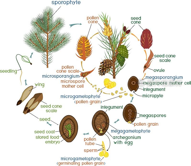 松树的生命周期:有标题裸子植物的繁殖