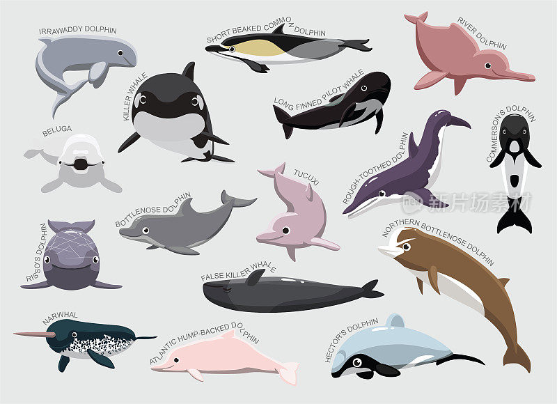 海豚集各种识别卡通向量