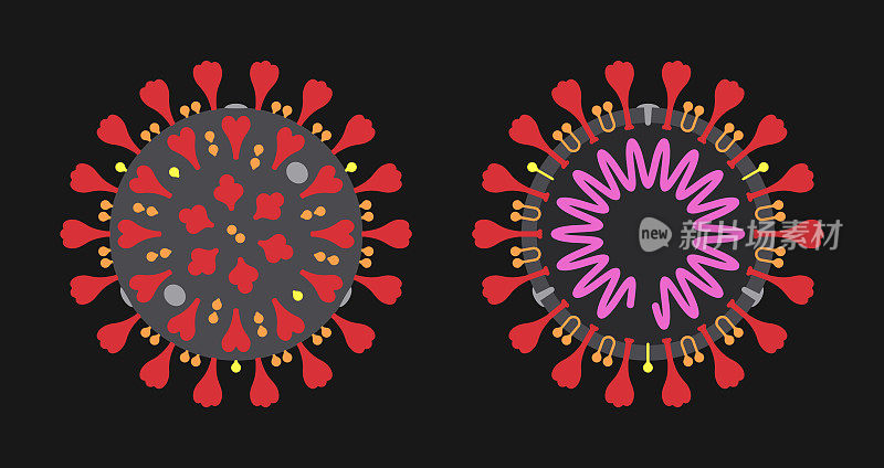 冠状病毒(COVID-19)外部和内部结构图