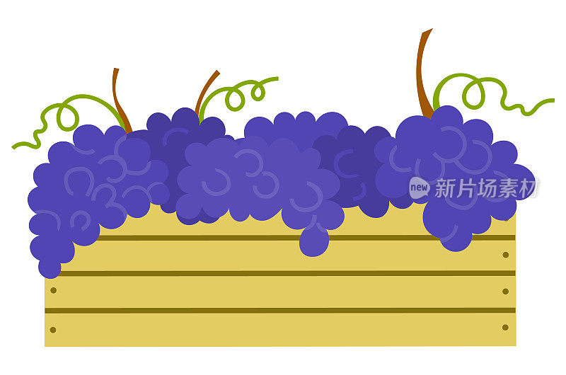 木质容器与成熟的紫葡萄分离