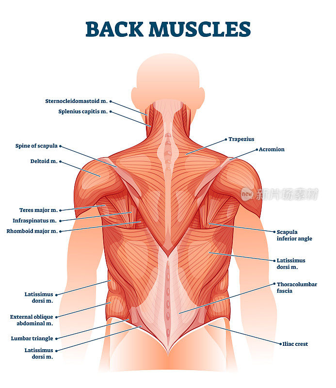 背部肌肉标记解剖教育身体方案矢量插图
