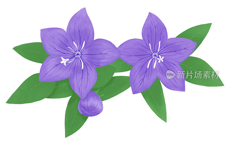 插图两手画紫色气球花