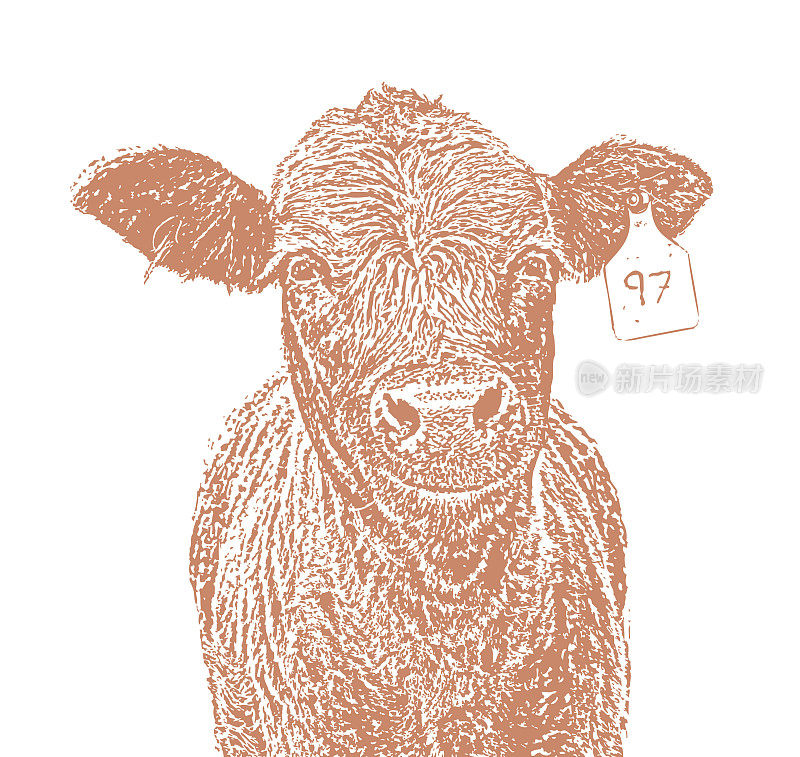 可爱微笑的红安格斯奶牛。