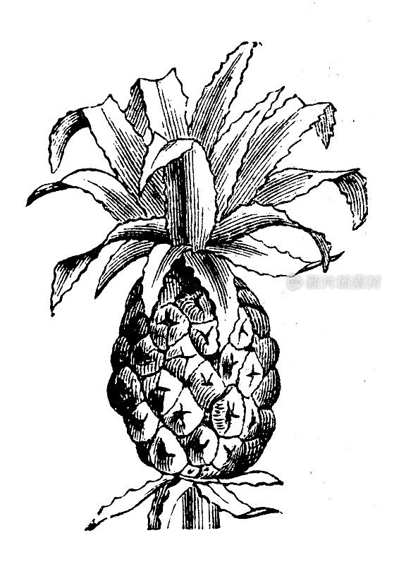 古董植物学插图:菠萝