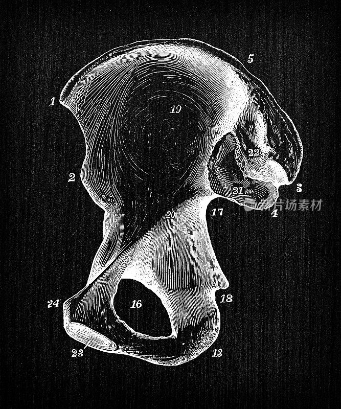 人体解剖学古董插图:髋骨