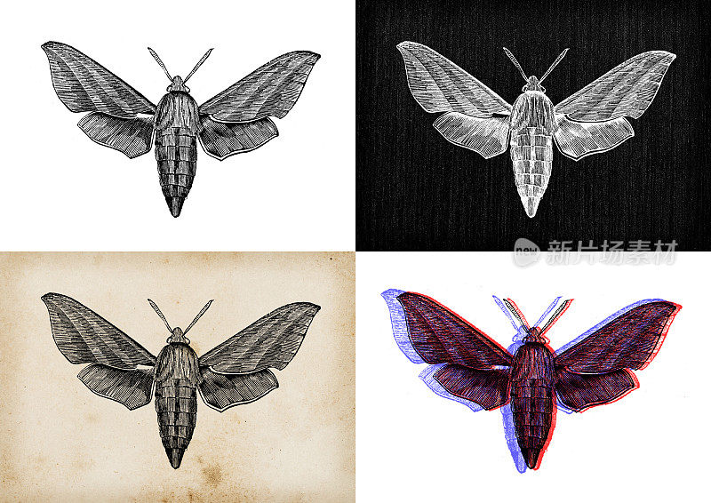 古董动物插图:象蛾、象鹰蛾